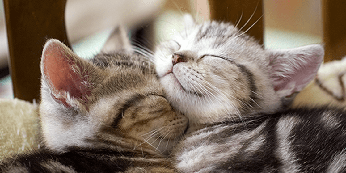 「空前の猫ブーム」って本当なの?