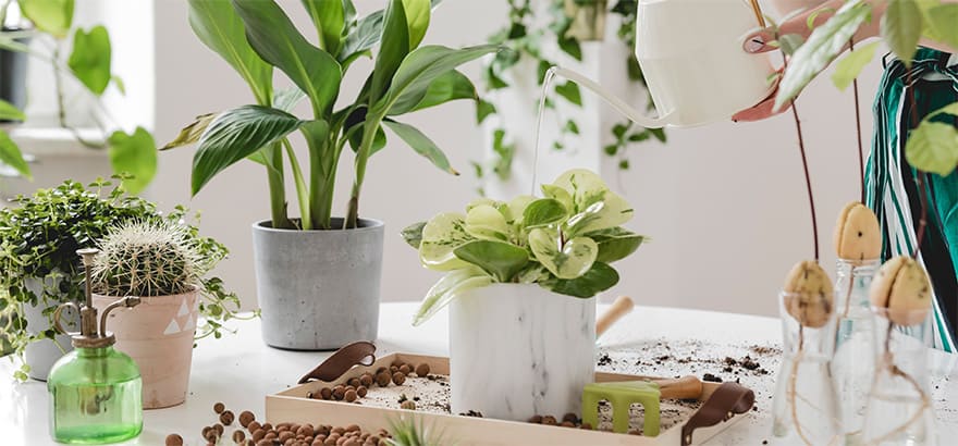 Dポイントクラブ おうち時間でガーデニングや観葉植物を 植物を育てた経験 理由を大調査 Dポイントクラブアンケート