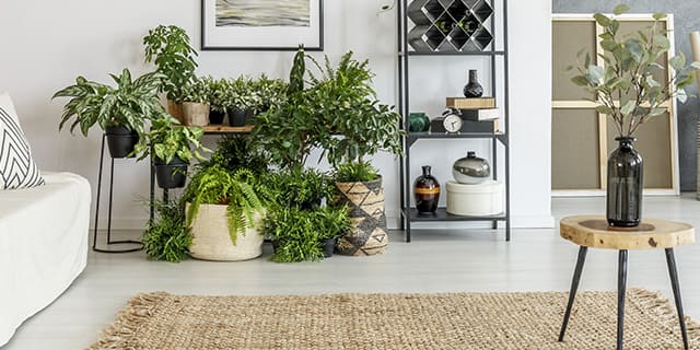Dポイントクラブ おうち時間でガーデニングや観葉植物を 植物を育てた経験 理由を大調査 Dポイントクラブアンケート